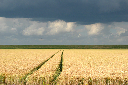 In de polder echter groeit het graan weelderig.